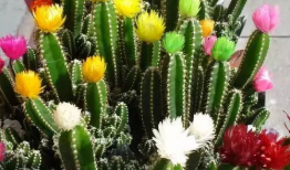 仙人掌视频,大自然的坚韧之花